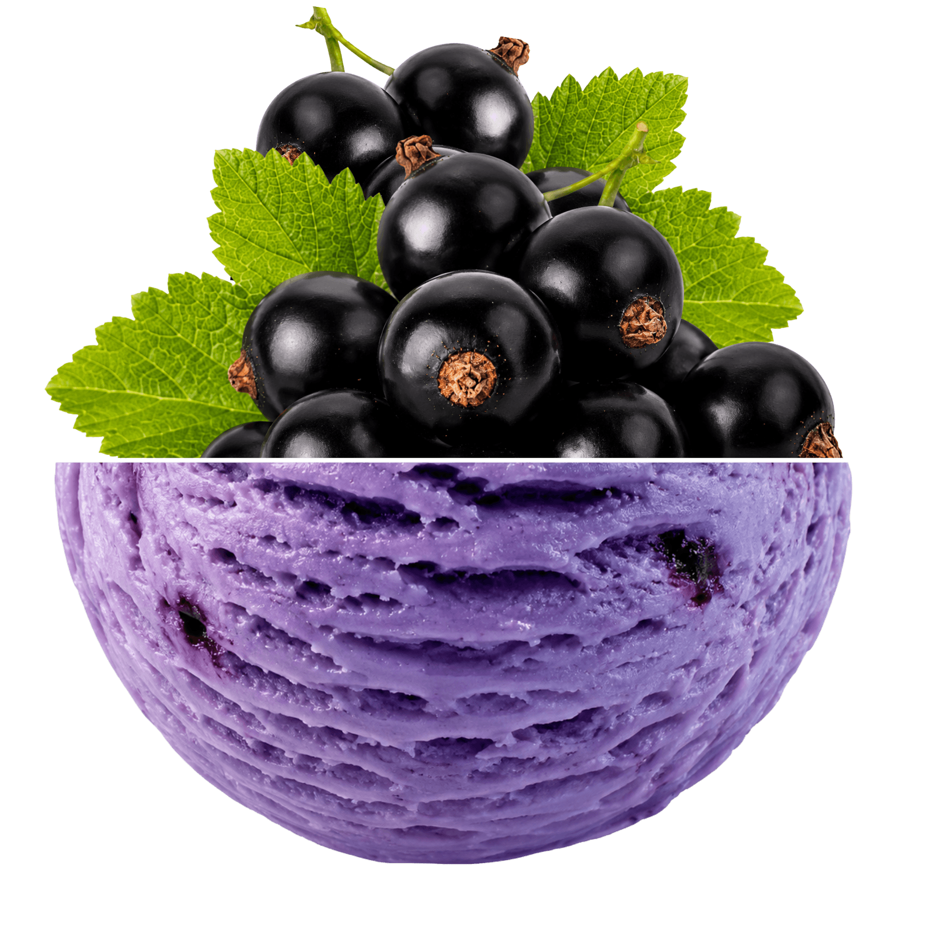 Black currant